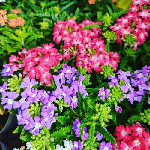 عباس نوذرپور تیلت درد ایکنه و تیلم جا تیلت آرزو روزینه